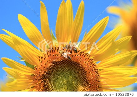 向日葵和兩隻蜜蜂 10528876