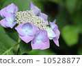 紫色繡球花 10528877