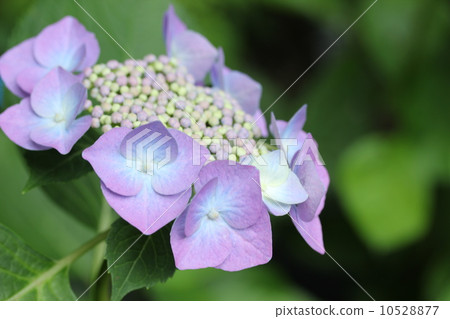 紫色繡球花 10528877