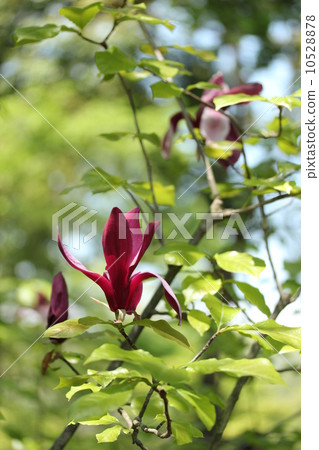 紫色水晶很多一個輪子 10528878