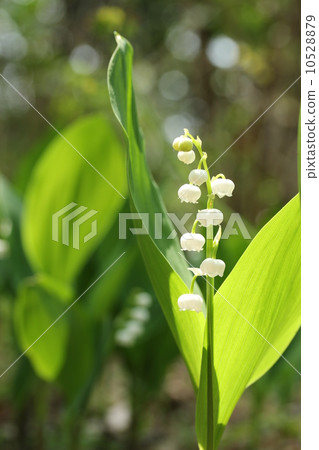 一個鈴蘭 10528879