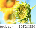 一隻鳥向日葵芽 10528880