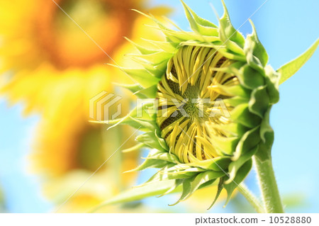 一隻鳥向日葵芽 10528880