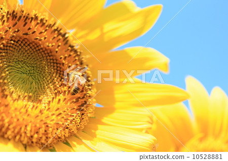 吮向日葵麵條的蜂 10528881