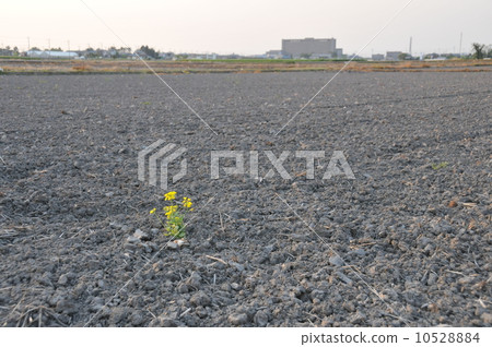 Rape blossom of one wheel Rape blossom of one wheel 10528884