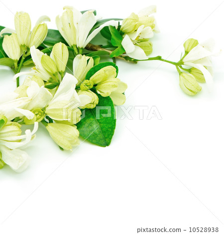 Orang Jessamine Orang Jessamine 10528938