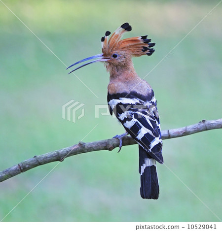 Eurasian Hoopoe Eurasian Hoopoe 10529041