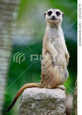 Meerkat 10529274