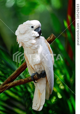 Moluccan Cockatoo 10529283
