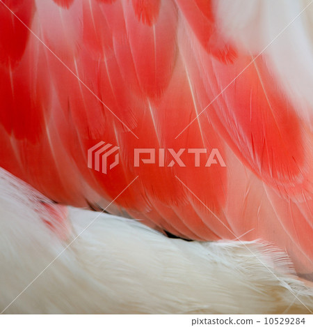 Flamingo feathers Flamingo feathers 10529284
