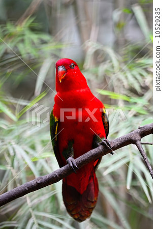 Chattering Lory 10529285