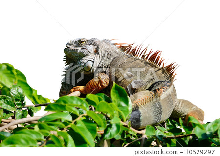 male Green Iguana isolated male Green Iguana isolated 10529297