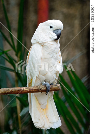 Moluccan Cockatoo Moluccan Cockatoo 10529304