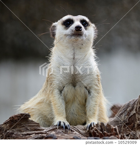 Meerkat 10529309