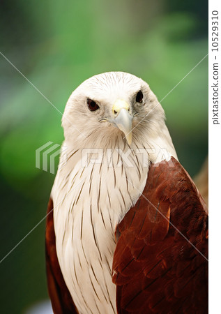 Brahminy Kite 10529310