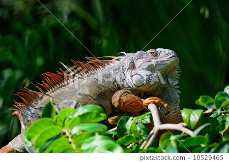 male Green Iguana 10529465