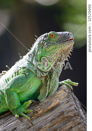 female Green Iguana female Green Iguana 10529466