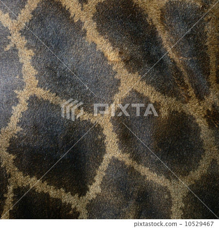 Giraffe skin Giraffe skin 10529467