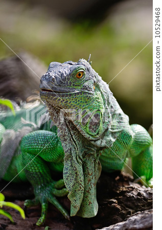 female Green Iguana female Green Iguana 10529468