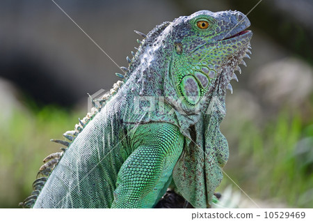 female Green Iguana female Green Iguana 10529469
