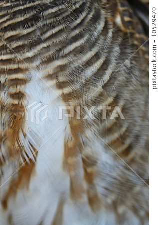 Asian Barred Owlet feathers Asian Barred Owlet feathers 10529470