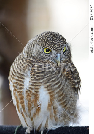 Asian Barred Owlet Asian Barred Owlet 10529474