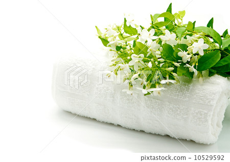 Wild Water Plum 10529592