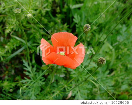 Poppy Poppy 10529606
