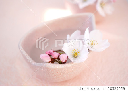 Cherry Blossoms   10529659