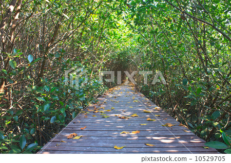 Wooden bridge in mangrove forest Wooden bridge in mangrove forest 10529705