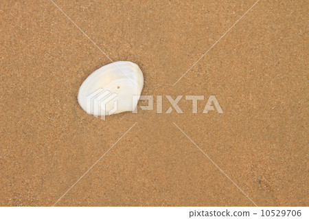 sea shells with sand sea shells with sand 10529706