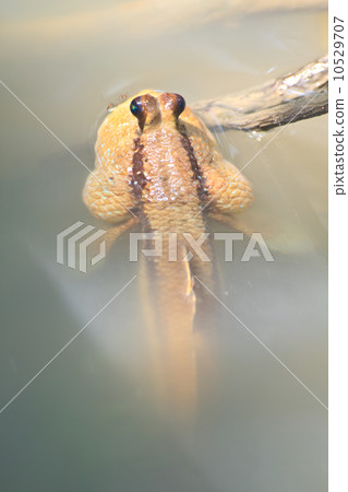 Mudskipper in a Mangrove Swamp 10529707