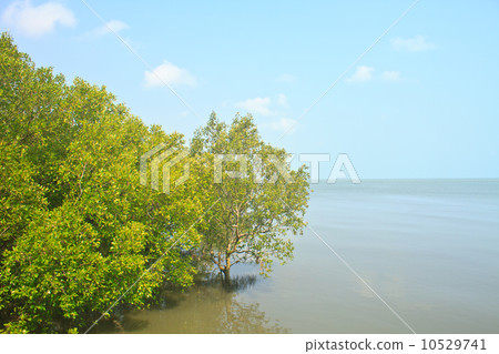 mangrove  forest in gulf of Thailand 10529741