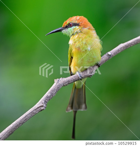 Little Green Bee-eater Little Green Bee-eater 10529915