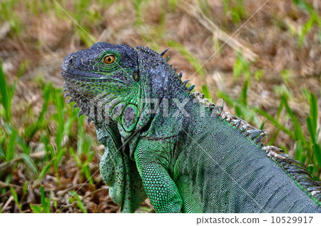 female Green Iguana 10529917
