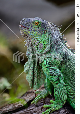 female Green Iguana female Green Iguana 10529918