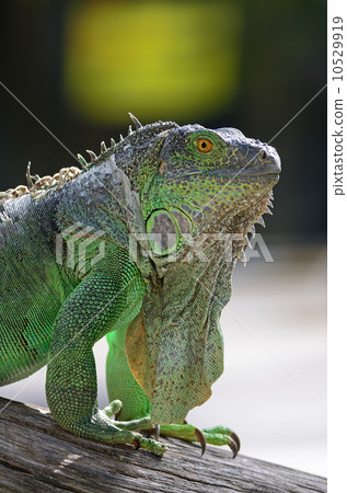 female Green Iguana female Green Iguana 10529919