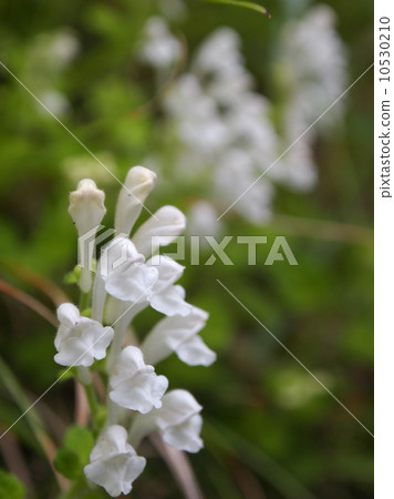 Tatsuna味噌白花種子 Tatsuna味噌白花種子 10530210