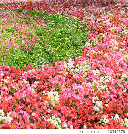 flower bed with bright summer flowers 10530878