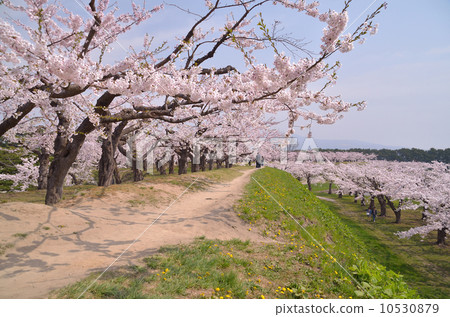 五棱郭公園的櫻花 10530879