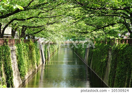Green bridge and fresh green of Meguro River Green bridge and fresh green of Meguro River 10530924