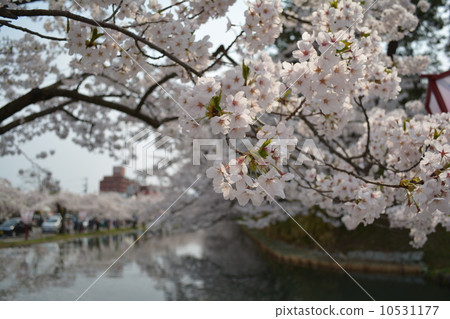 Cherry blossoms at Hiroama castle outer moat 10531177