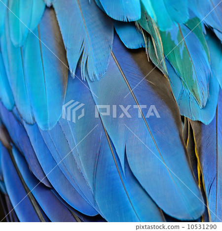 Blue and Gold Macaw feathers 10531290