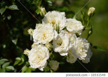 Roses 10531549