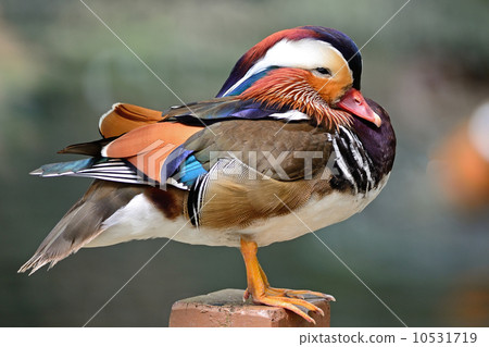 Mandarin Duck 10531719