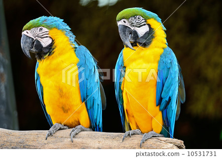 Blue and Gold Macaw 10531731