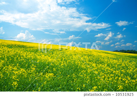 field of yellow rapeseed against the blue sky field of yellow rapeseed against the blue sky 10531925