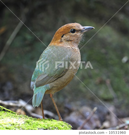Rusty-naped Pitta 10531960