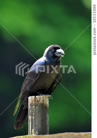 瓢蟲玻璃 瓢蟲玻璃 10531989