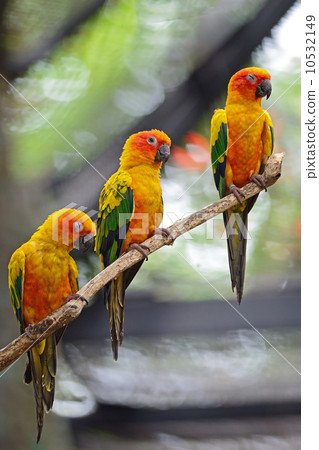 Sun Conure 10532149